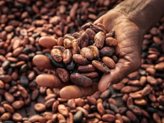 Government to absorb COCOBOD’s $150m losses as Cabinet directs immediate cocoa purchases – Finance Ministry