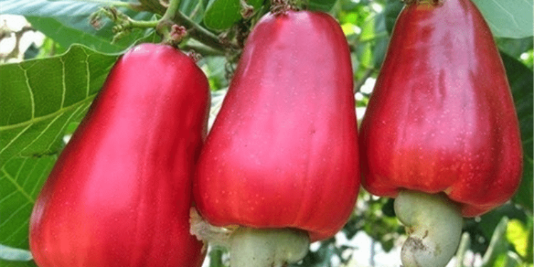 Two local cashew processing factories to shut down over operational challenges