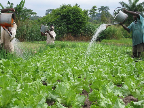 Ghana to import one million metric tons of rice in 2025/26 – Report