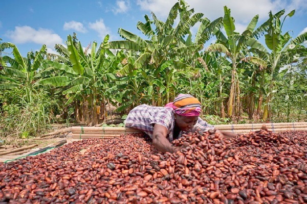 44% of Ghanaians say cocoa price cuts fair, 31% disagree – Global InfoAnalytics