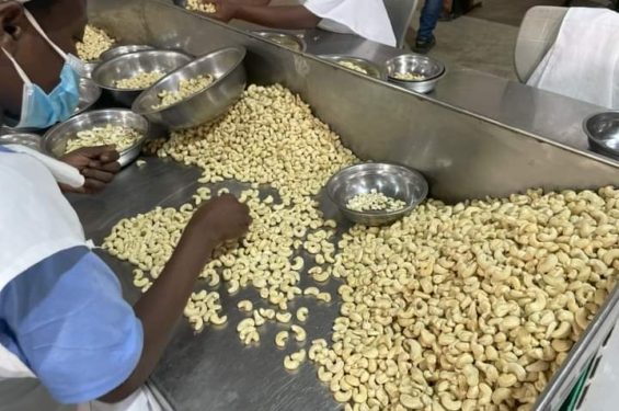 Cashew processors set 85,000-ton target by 2026