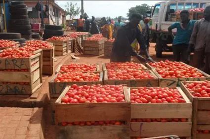 Gov’t buys tomatoes, onions from farmers in Asante Akim North
