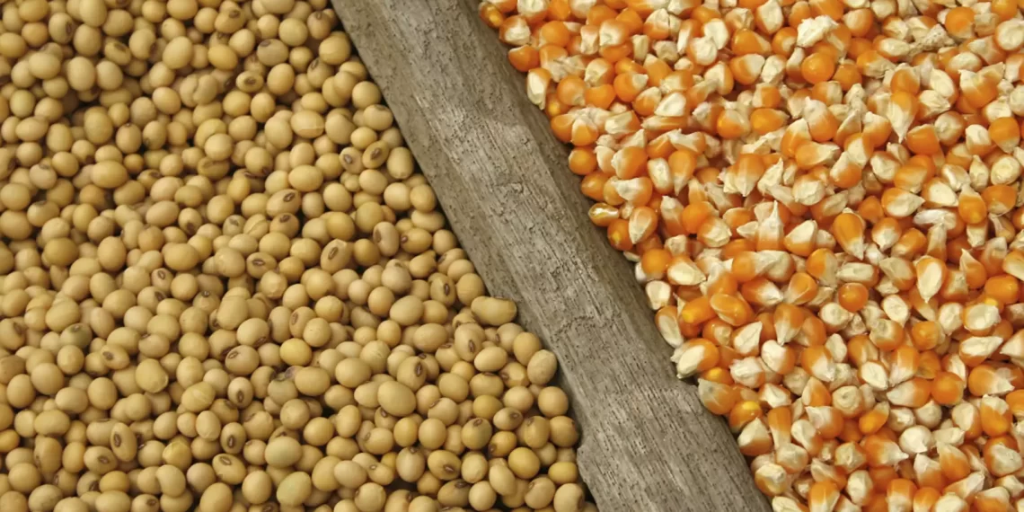 Gov’t directs buffer stock company to purchase grains from farmers