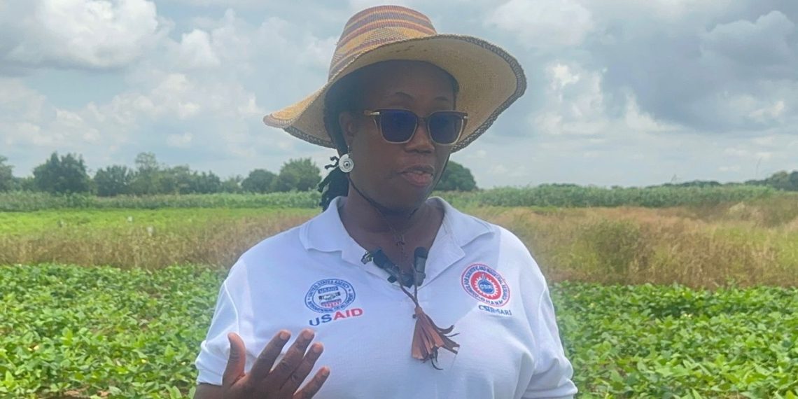 Ghana approves first genetically modified cowpea
