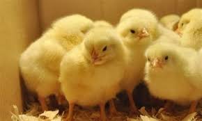 Government to Release 10 Million Birds to Stabilise Poultry Industry