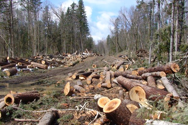 Lands Ministry deploys special team to crack down on illegal logging