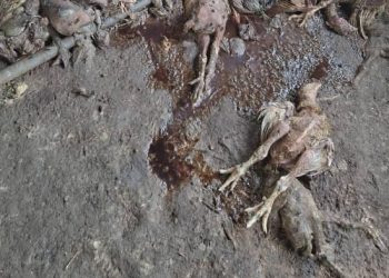 Berekum West Agriculture Department debunks bird flu outbreak