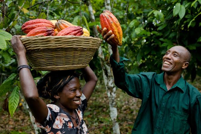 Farmers to earn GH¢2,587 per bag as government resets cocoa pricing formula