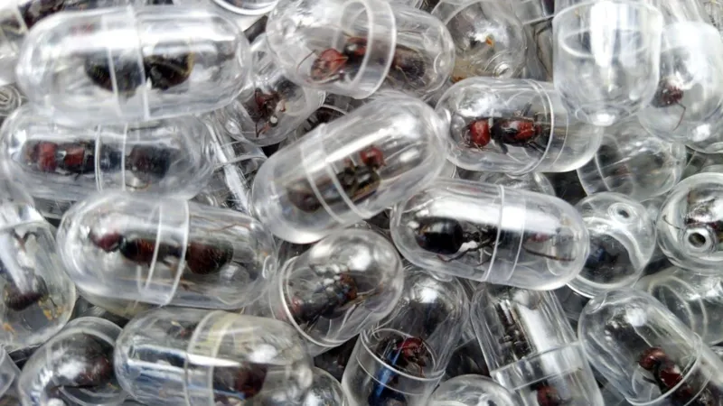 Chinese national arrested over attempt to smuggle 2,000 queen ants from Kenya