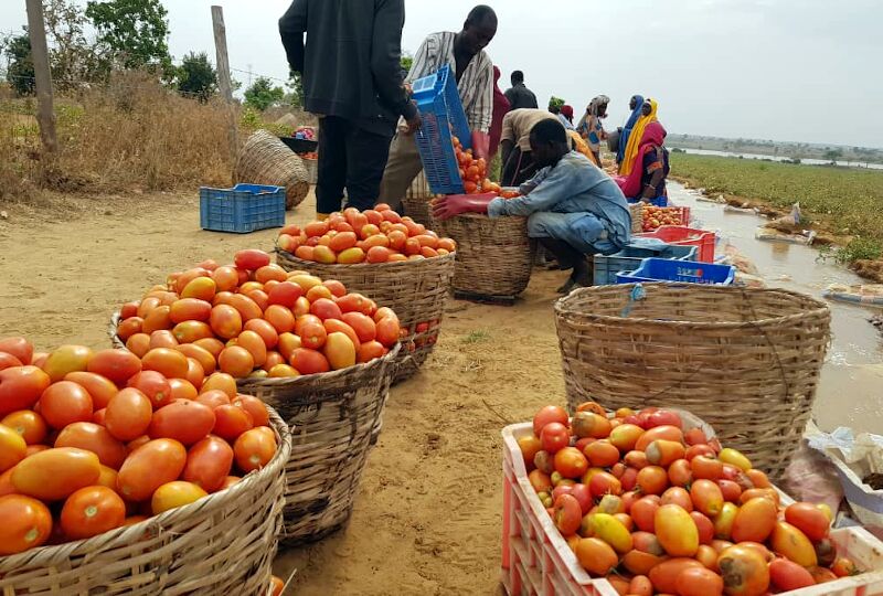 Burkina Faso ban exposes Ghana’s tomato production weaknesses – FABAG