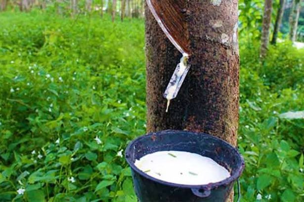 Ghana loses $70m in raw rubber exports due to under-invoicing and permit breaches