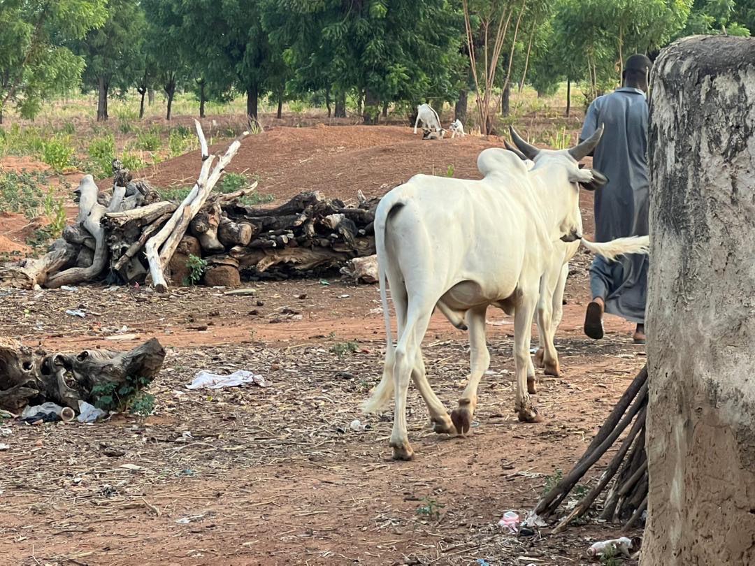 Livestock Traders Experience Mixed Fortunes During Eid al-Adha Celebration in Tamale