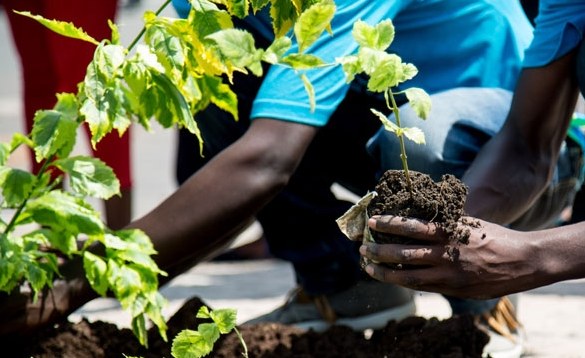 Northern Region to mark 2026 Tree for Life Initiative with Mass Tree-Planting exercise